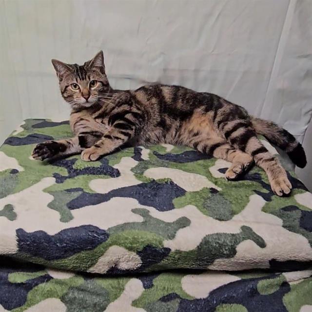 GOMEZ, Adoptable, Young Male Domestic Short Hair.