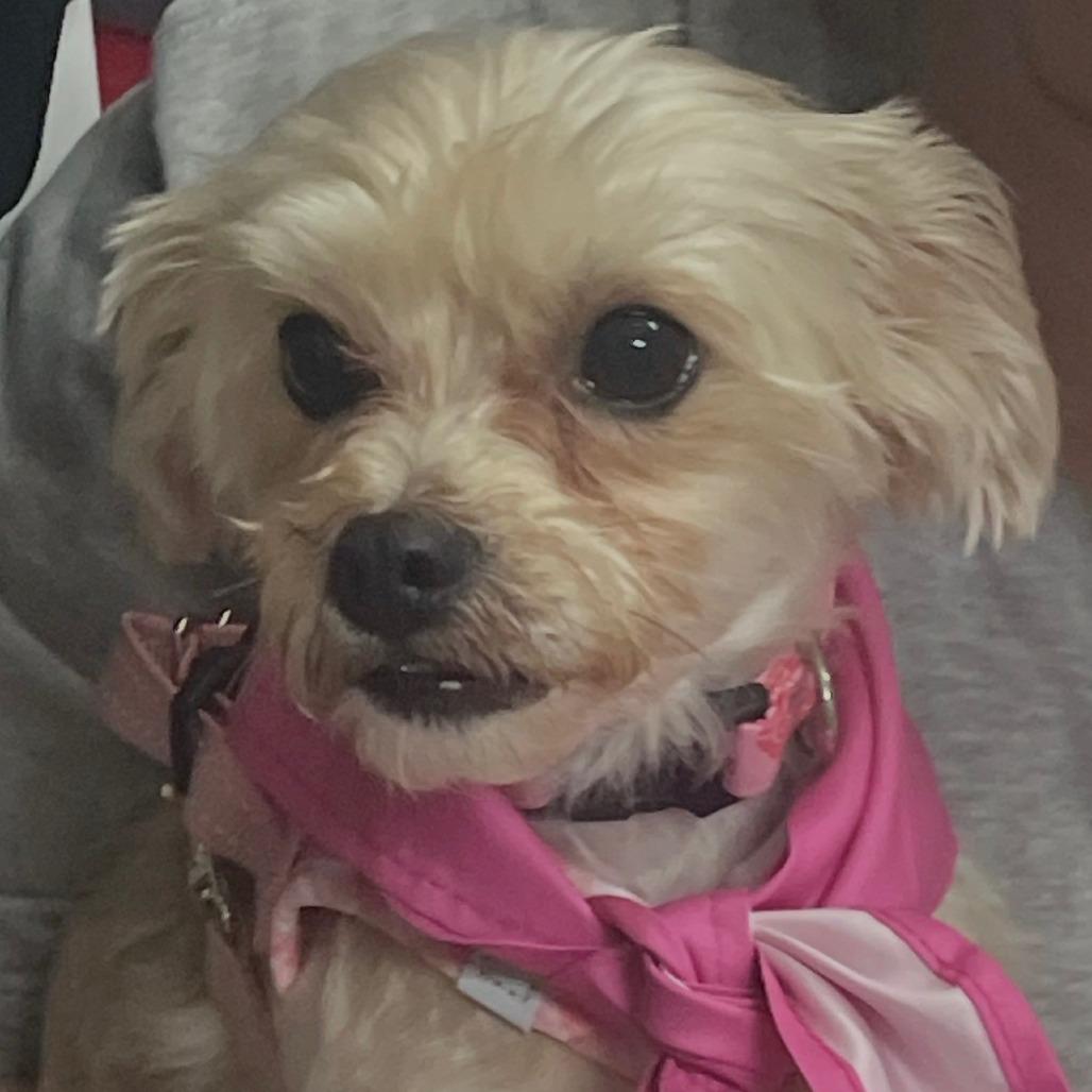 Tally, Adoptable, Adult Female Yorkshire Terrier.