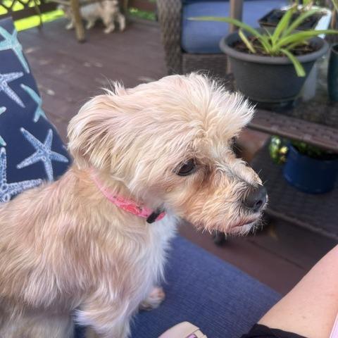 Enlarge Tally, a Adoptable Yorkshire Terrier in Martinsburg, WV image 2/5
