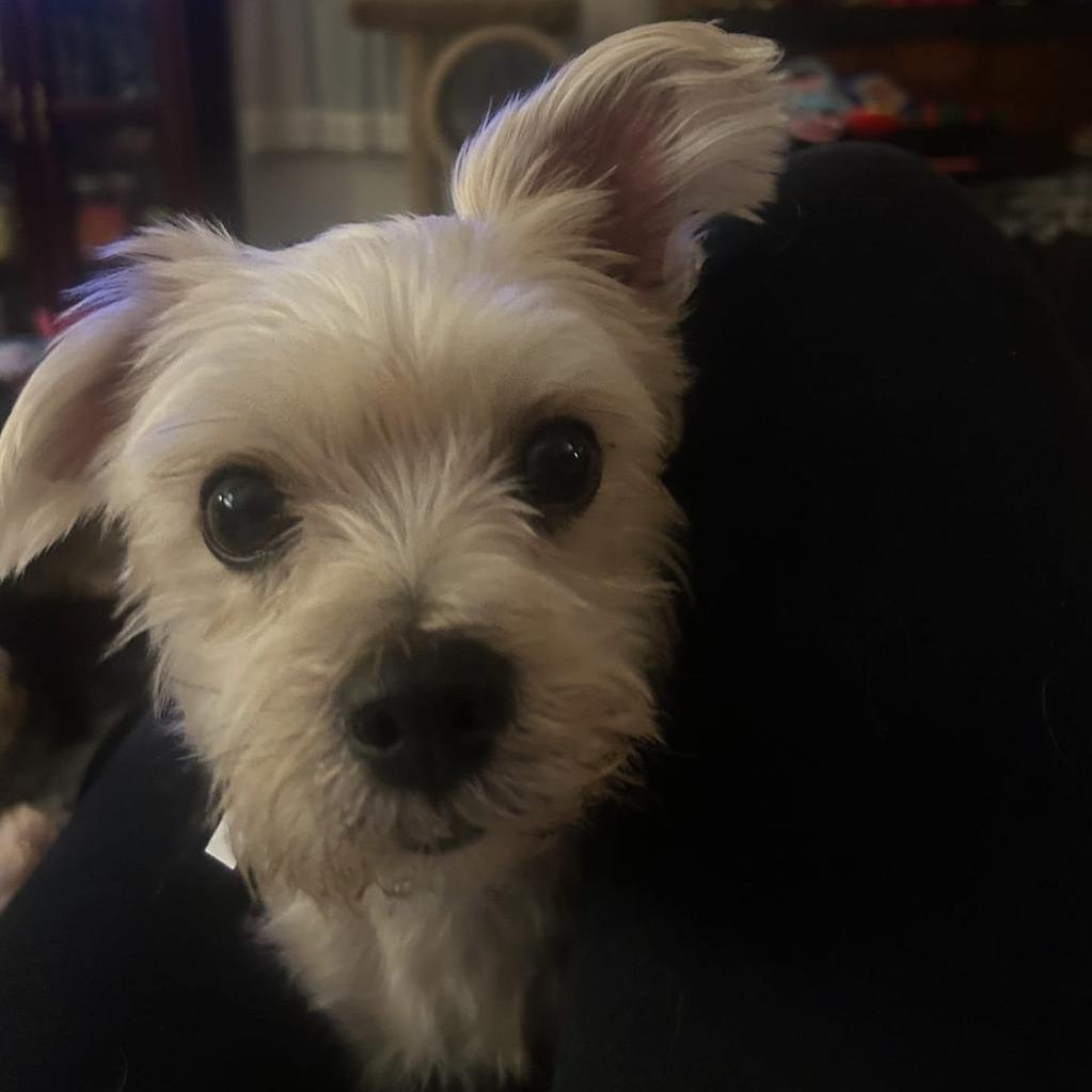 Enlarge Tally, a Adoptable Yorkshire Terrier in Martinsburg, WV image 3/5