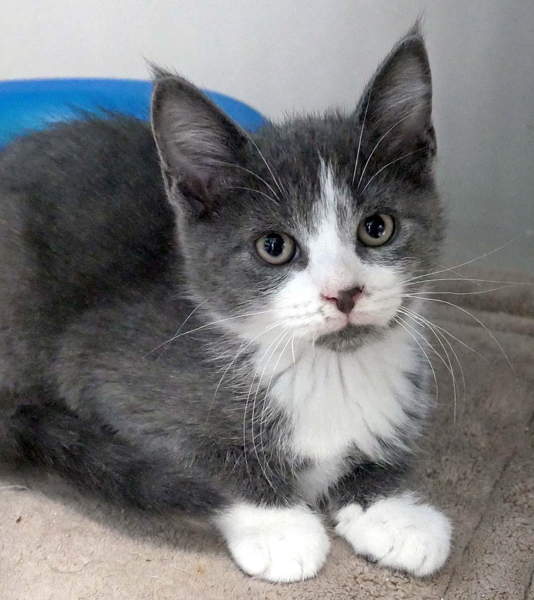 Louie, a ADOPTABLE Domestic Short Hair in Bloomingdale, NJ image 2/4