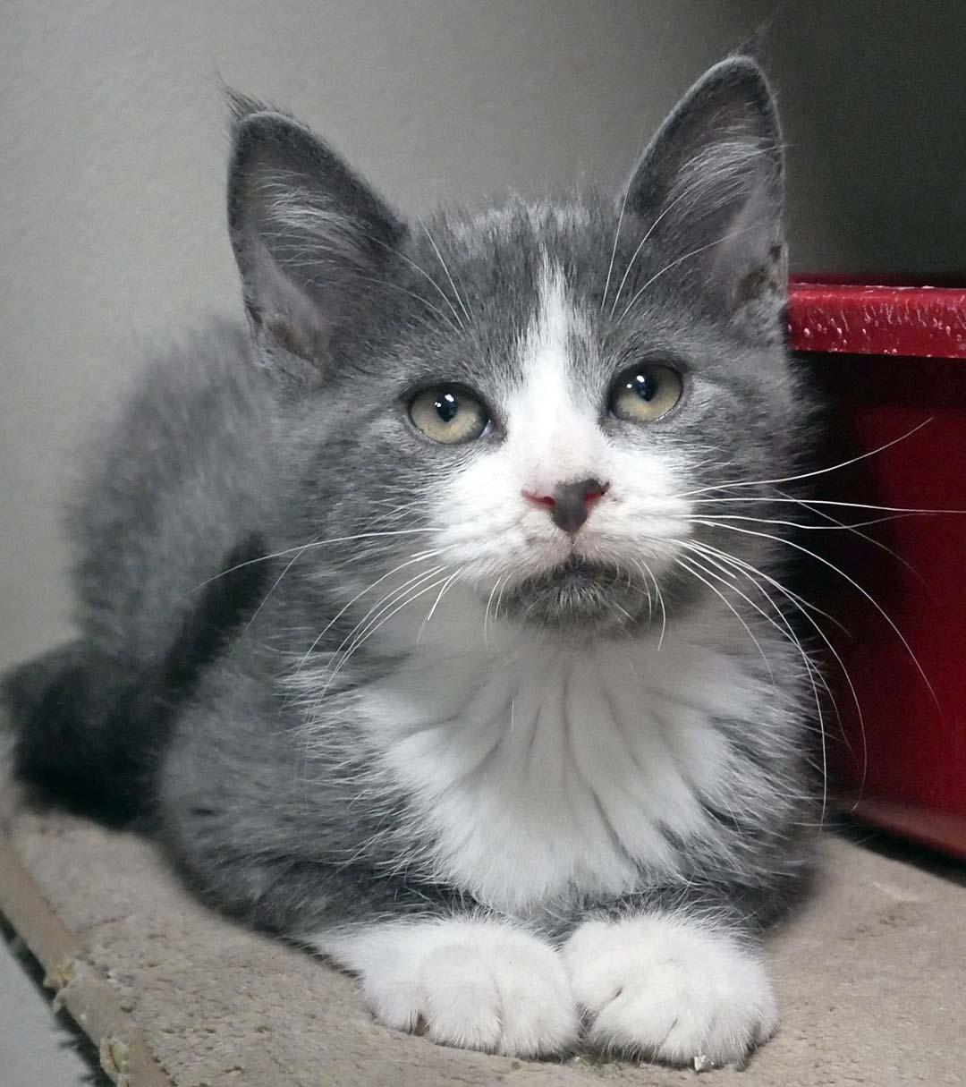 Louie, a ADOPTABLE Domestic Short Hair in Bloomingdale, NJ image 1/4