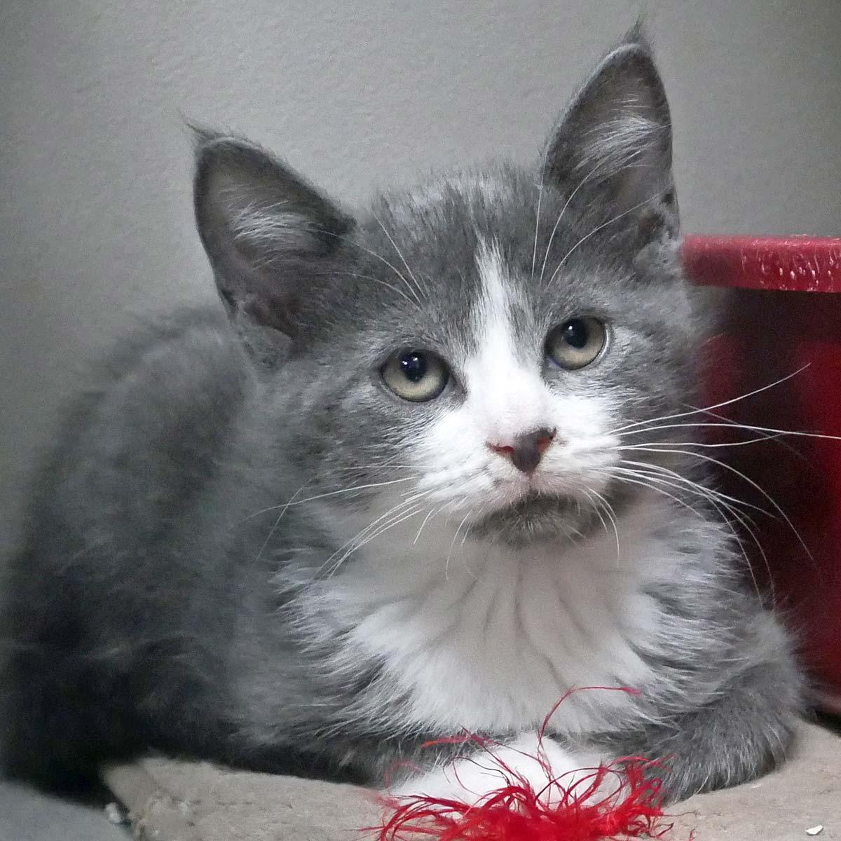 Louie, a ADOPTABLE Domestic Short Hair in Bloomingdale, NJ image 3/4