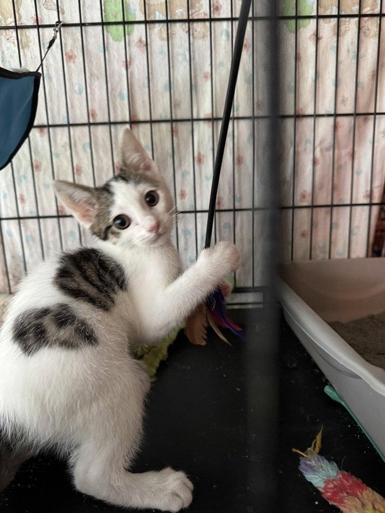 Patrick, Adoptable, Kitten Male Domestic Short Hair.