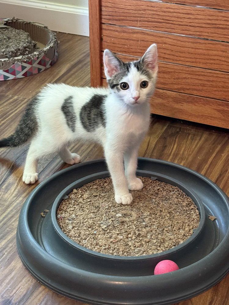 Patrick, a Adoptable Domestic Short Hair in O'Fallon, MO image 2/2