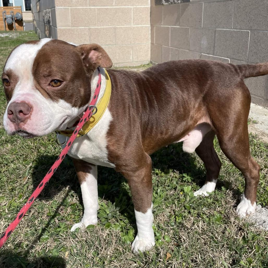 Colt, Adoptable, Adult Male Staffordshire Bull Terrier.