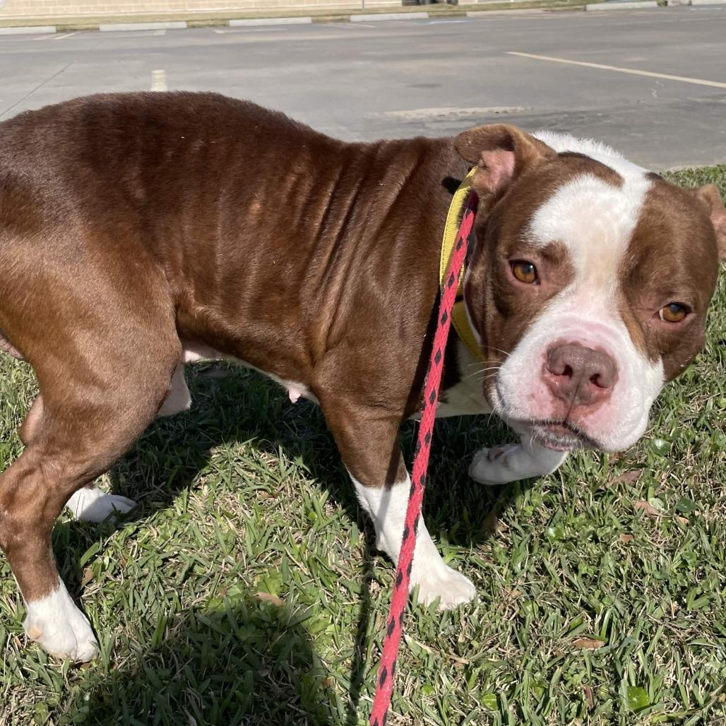 Enlarge Colt, a Adoptable mixed breed in Beaumont, TX image 2/6