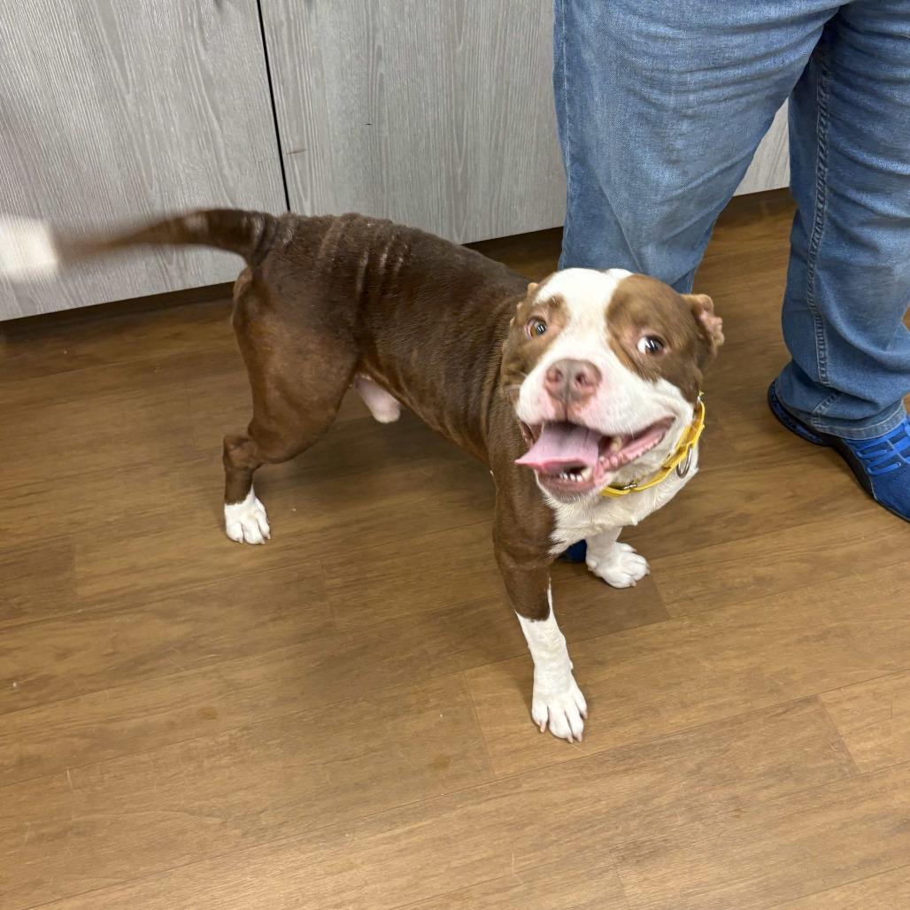 Enlarge Colt, a Adoptable mixed breed in Beaumont, TX image 3/6