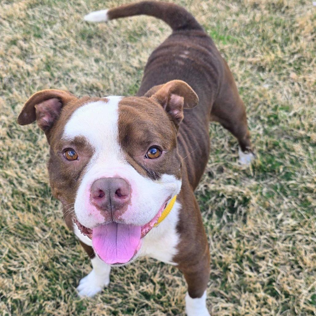 Enlarge Colt, a Adoptable mixed breed in Beaumont, TX image 4/6