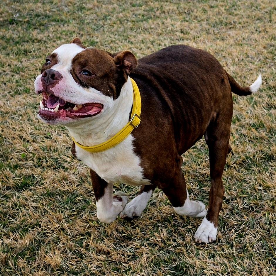 Enlarge Colt, a Adoptable mixed breed in Beaumont, TX image 5/6