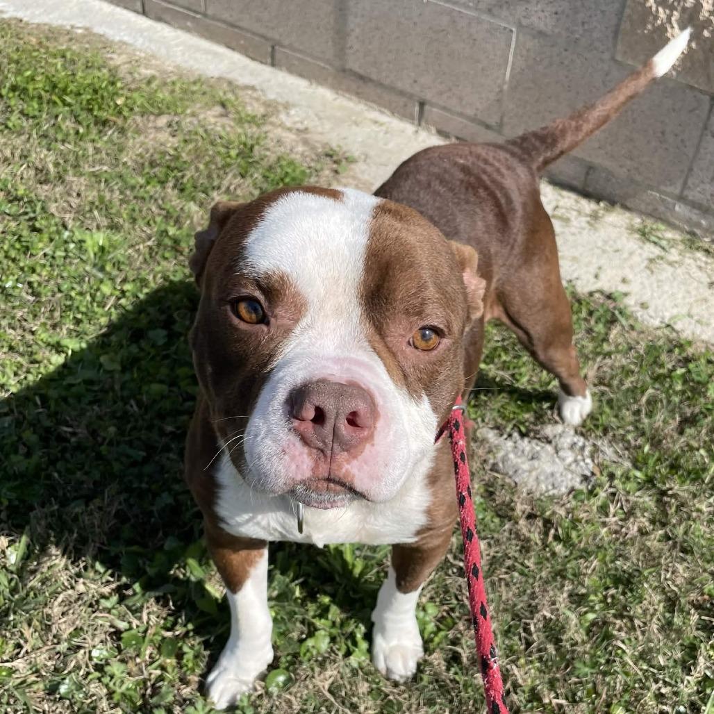 Enlarge Colt, a Adoptable mixed breed in Beaumont, TX image 6/6