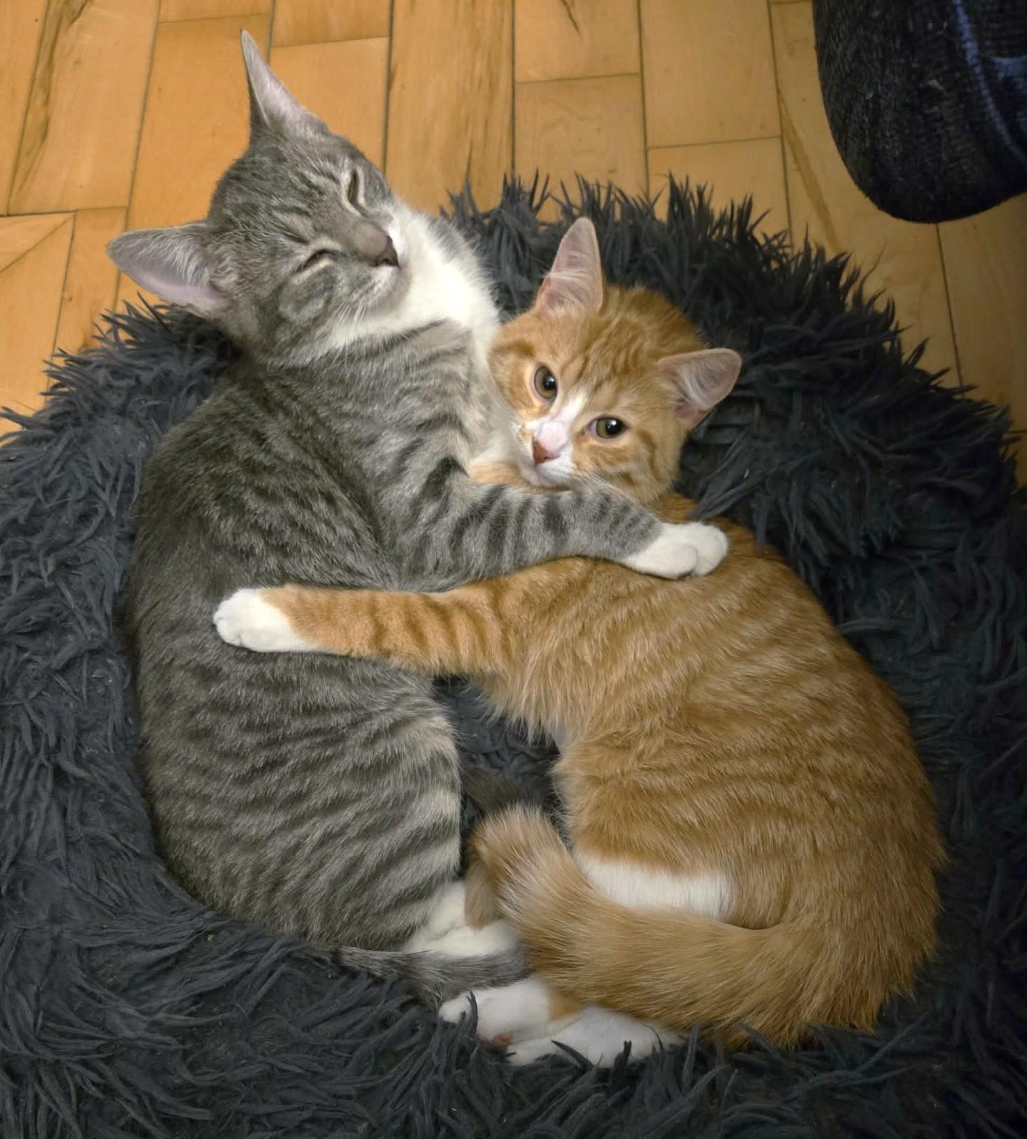 Thalie, an adopted mixed breed in Chertsey, QC image 4/6