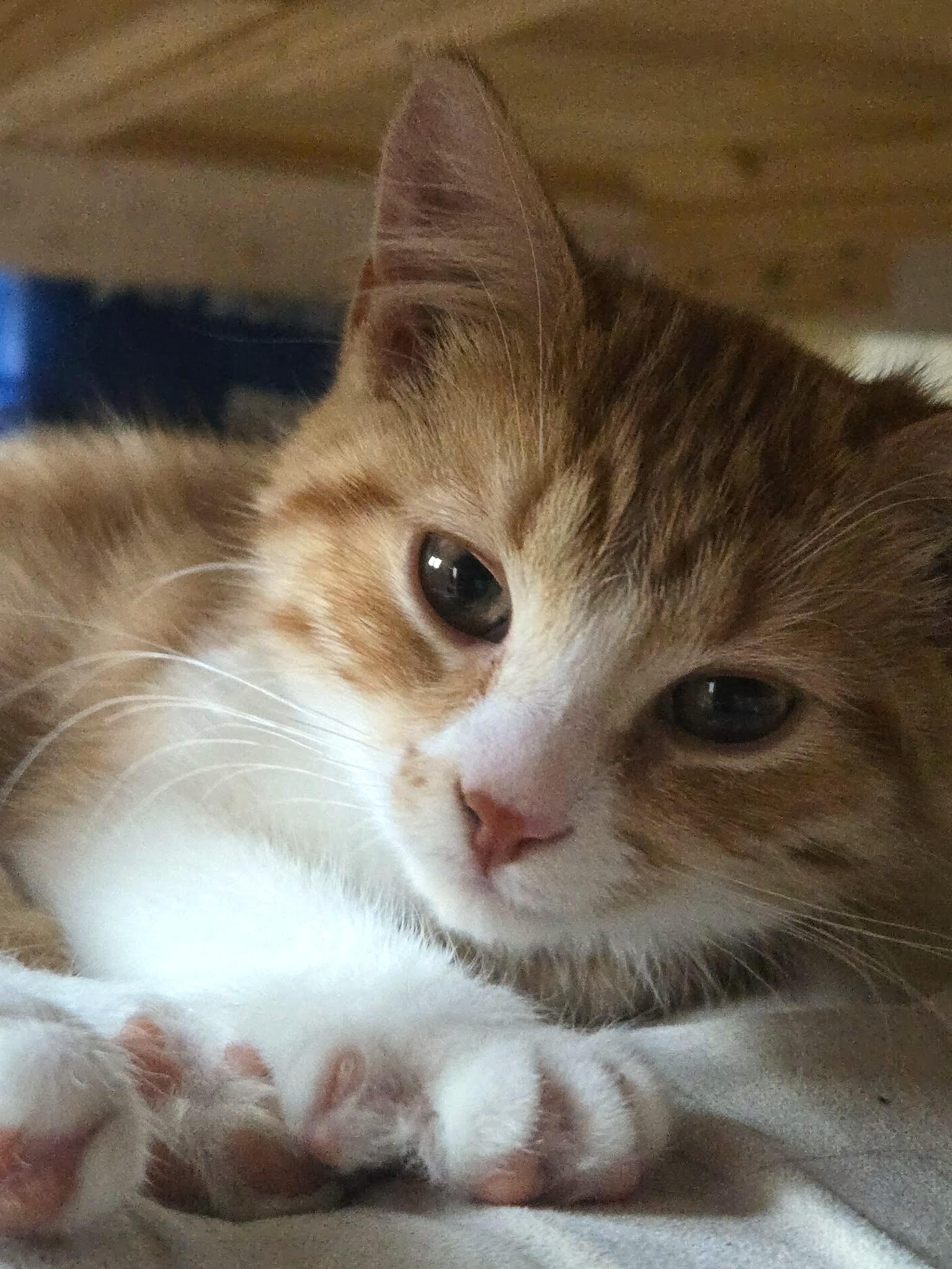 Thalie, an adopted mixed breed in Chertsey, QC image 3/6