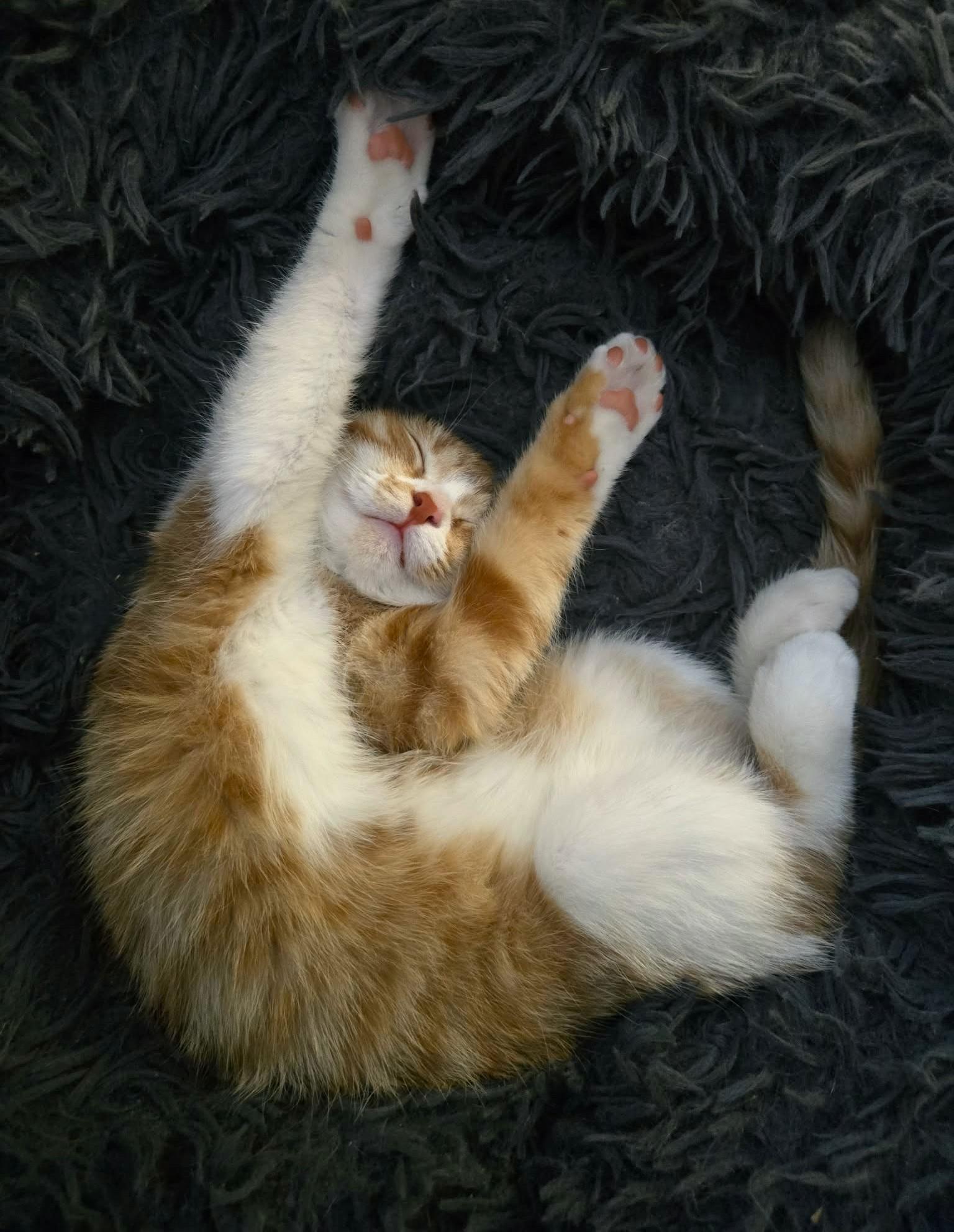 Thalie, an adopted mixed breed in Chertsey, QC image 2/6