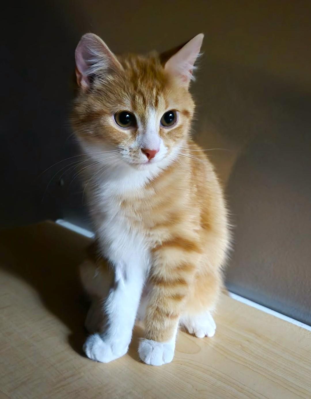 Thalie, adopted, Kitten Female Domestic Short Hair & Tabby.