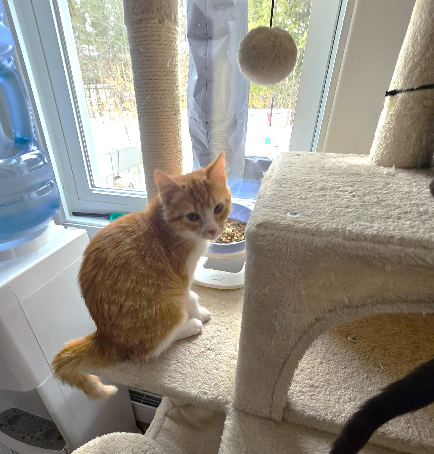 Thalie, an adopted mixed breed in Chertsey, QC image 6/6