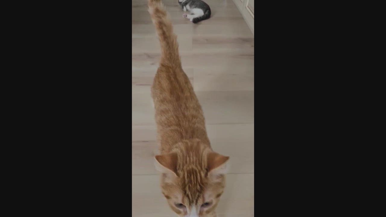 Enlarge Thalie, an adopted mixed breed in Chertsey, QC video 5/6