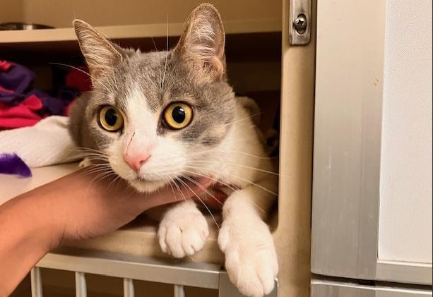 FREYJA MOON, Adoptable, Adult Female Domestic Short Hair.