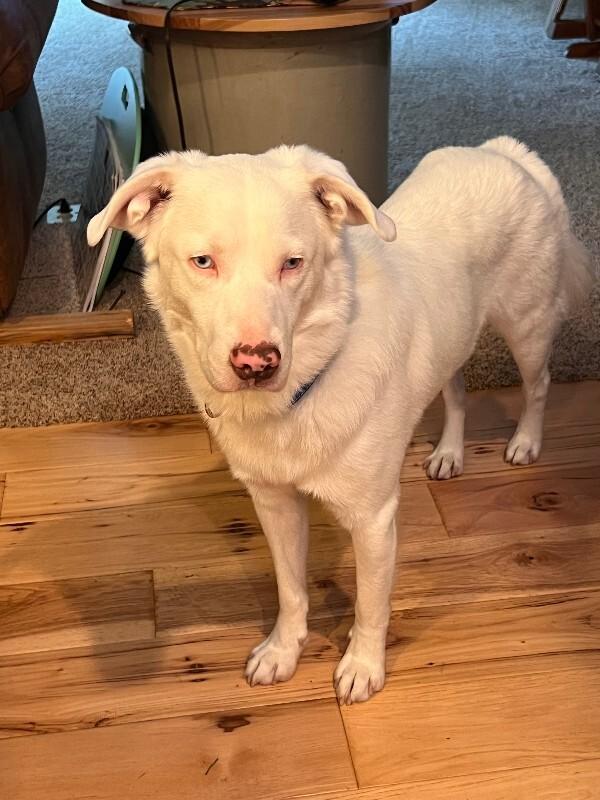 Hansel, a Adoptable mixed breed in Alma, WI image 1/6