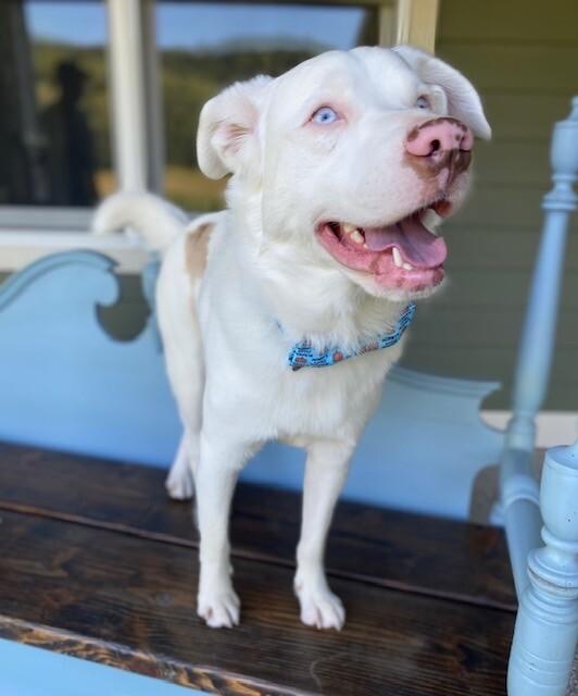 Hansel, a Adoptable mixed breed in Alma, WI image 2/6