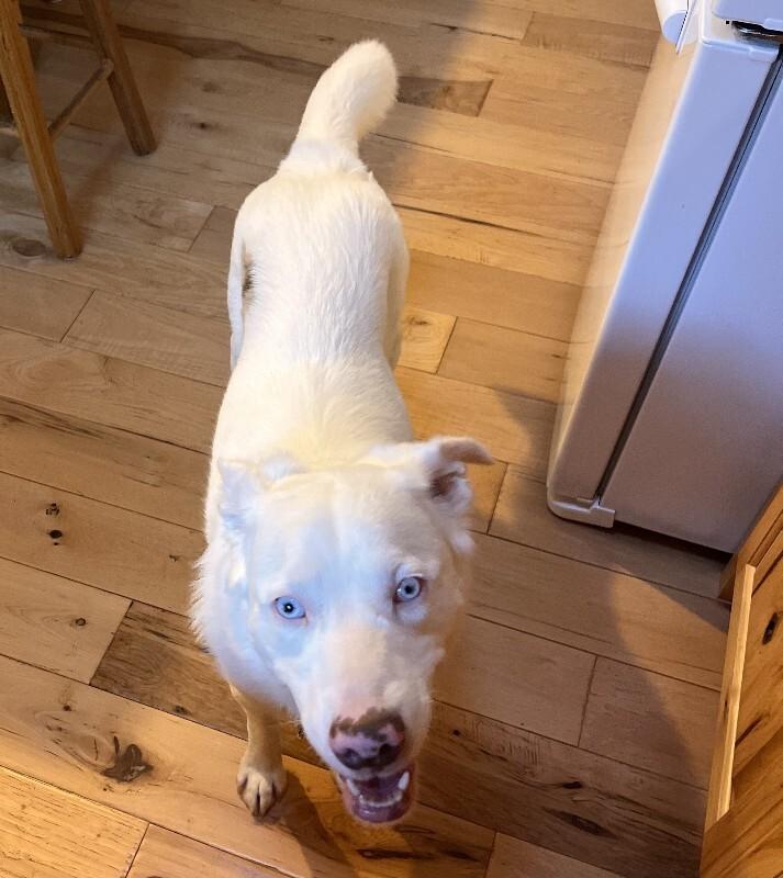 Hansel, a Adoptable mixed breed in Alma, WI image 3/6