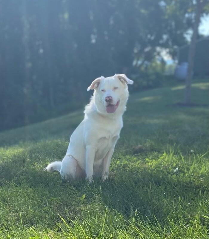 Hansel, a Adoptable mixed breed in Alma, WI image 4/6