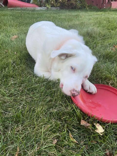 Hansel, a Adoptable mixed breed in Alma, WI image 5/6