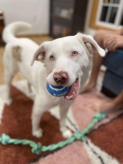 Hansel, a Adoptable mixed breed in Alma, WI image 6/6