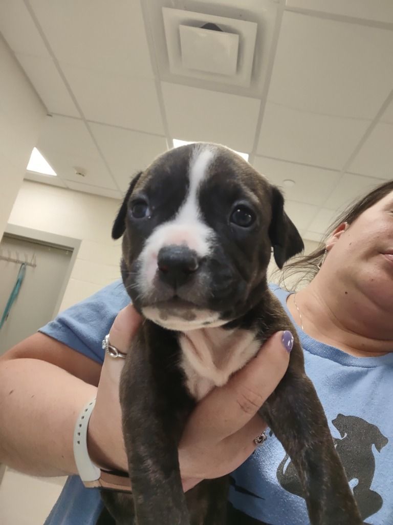 Merida, an adopted Staffordshire Bull Terrier Mix in Frankfort, KY_image-1