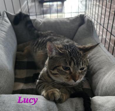 Lucy