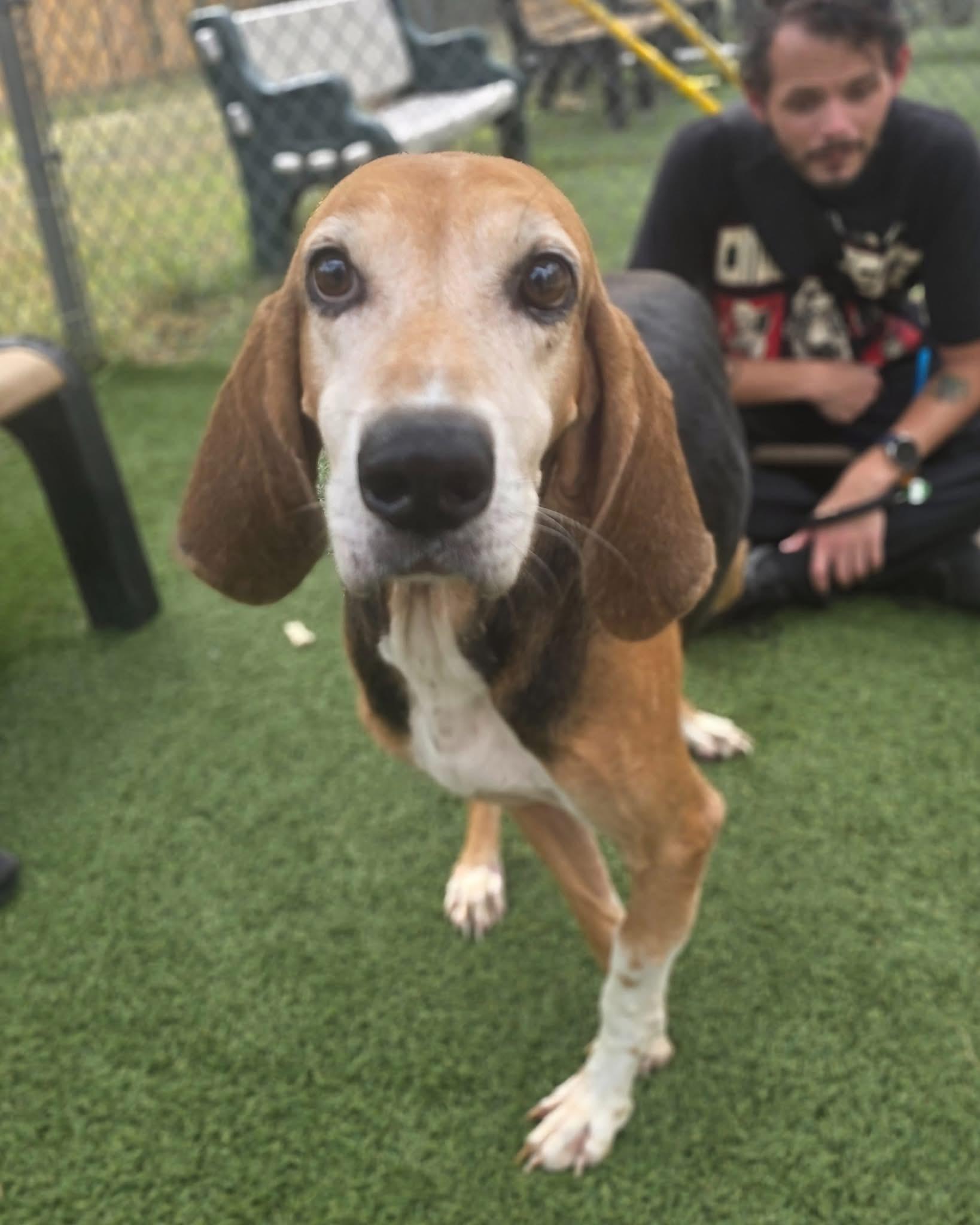 Enlarge Norman- Senior hound boy waiting for someone to love him., a Adoptable Foxhound in Oconto, WI image 1/3