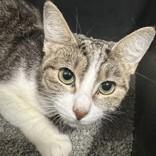 Enlarge Frankie, a ADOPTABLE Domestic Short Hair in Hilliard, OH image 1/1