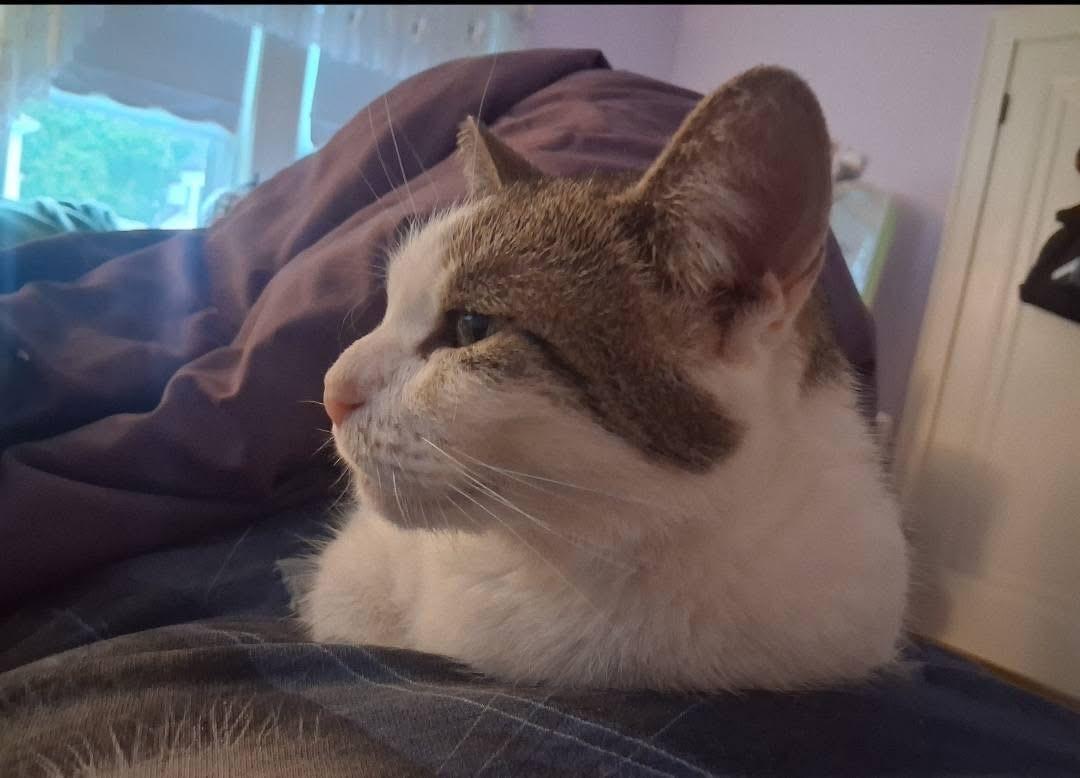 Roxy, a Adoptable Domestic Short Hair in FITCHBURG, MA image 6/6