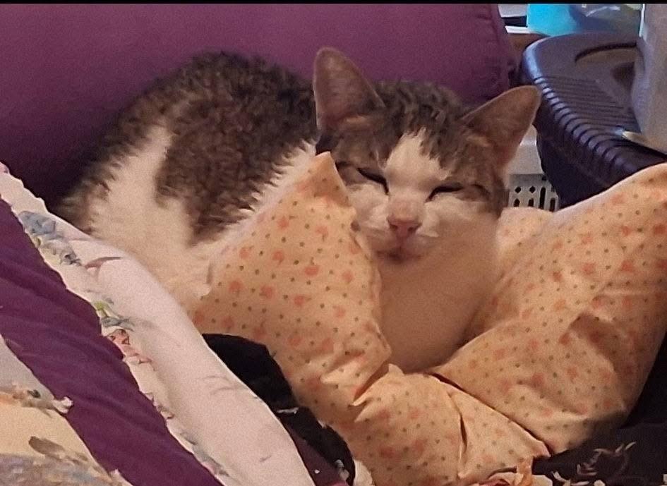 Roxy, a Adoptable Domestic Short Hair in FITCHBURG, MA image 5/6