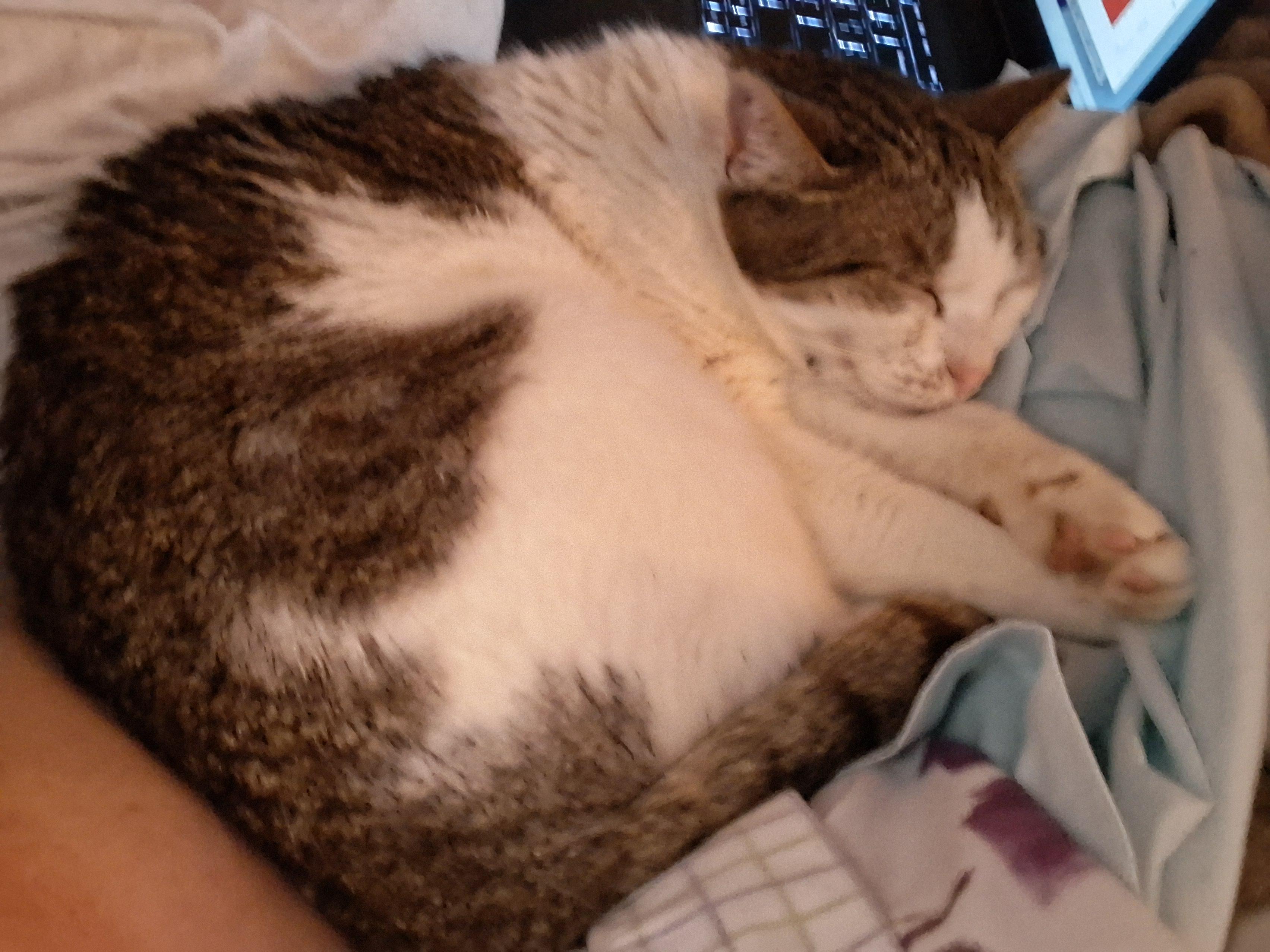 Roxy, a Adoptable Domestic Short Hair in FITCHBURG, MA image 4/6