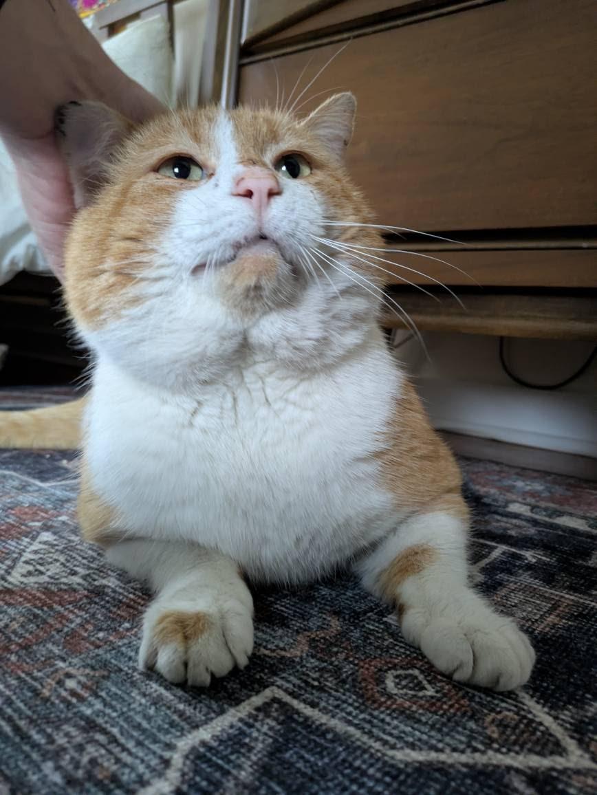 Mr. Tuttles, Adoptable, Young Male Domestic Short Hair.