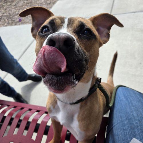 Tyke, Adoptable, Young Male Boxer & American Staffordshire Terrier.