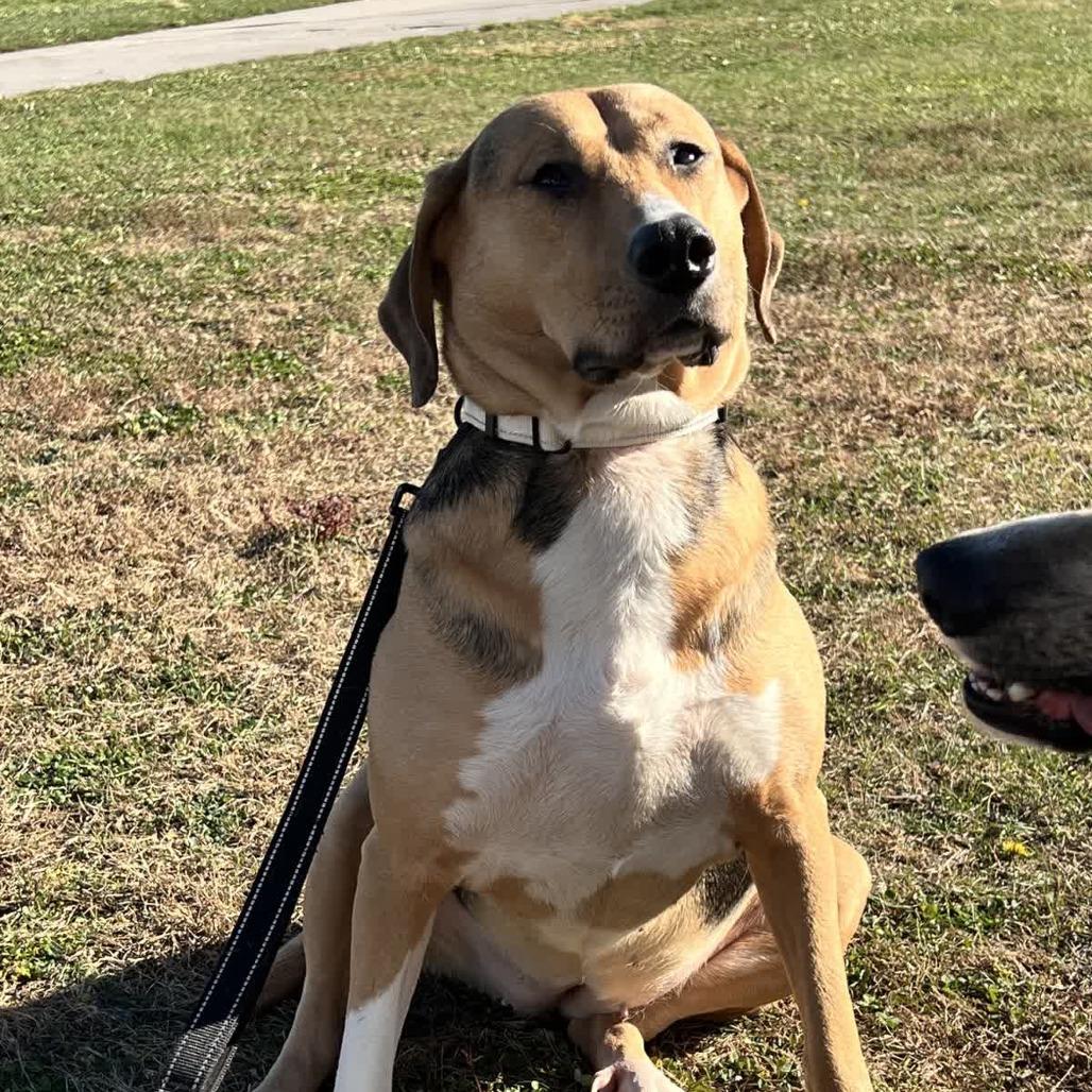 Houdini, Adoptable, Adult Female Treeing Walker Coonhound.