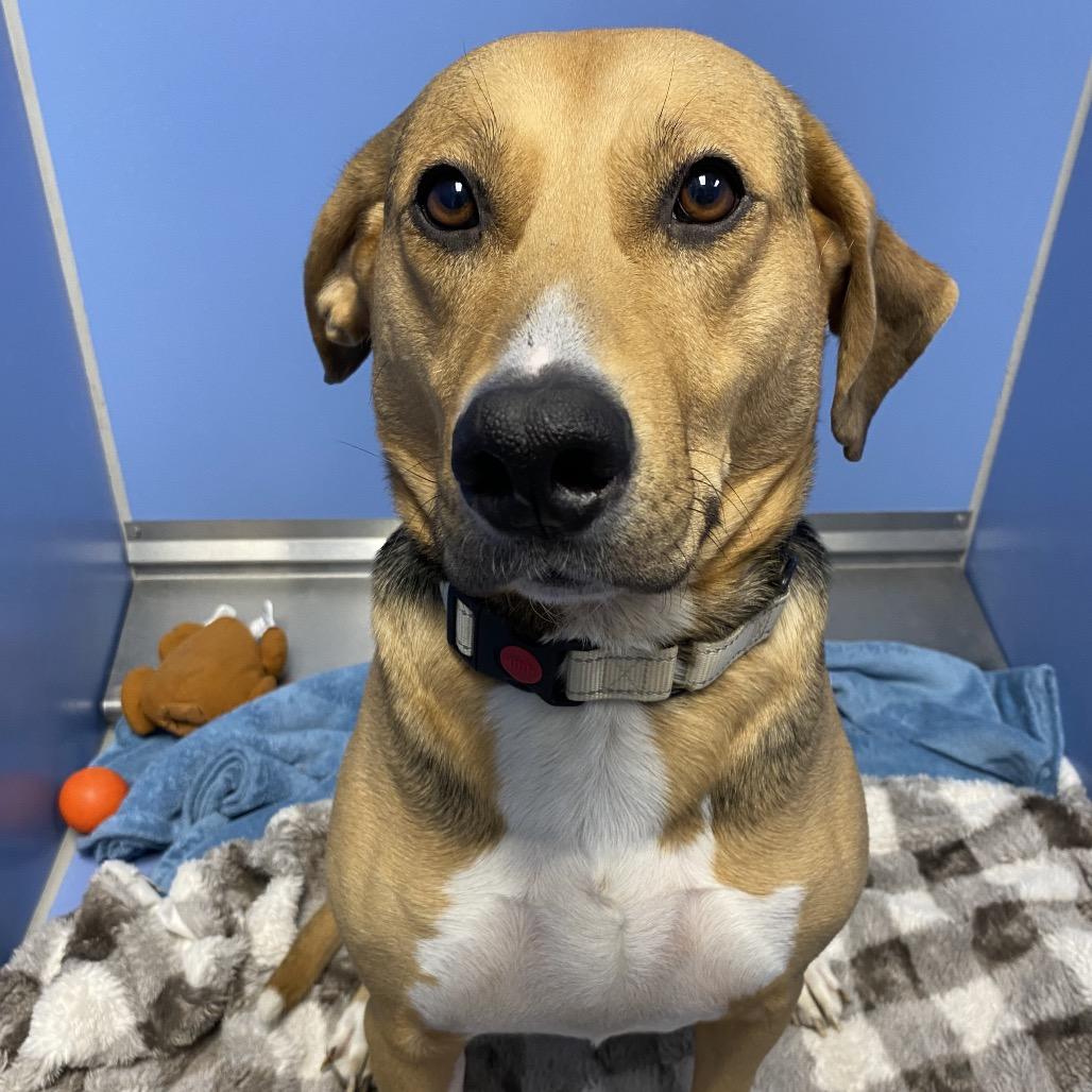 Houdini, a Adoptable mixed breed in Norfolk, NE image 2/5