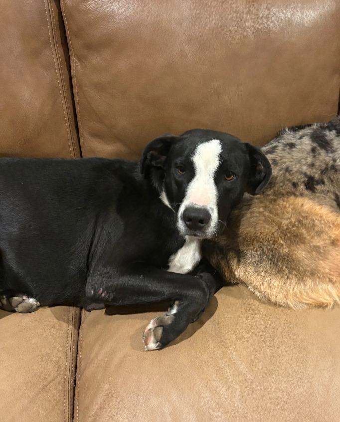 Bessie, Adoptable, Young Female Pit Bull Terrier & Mixed Breed.