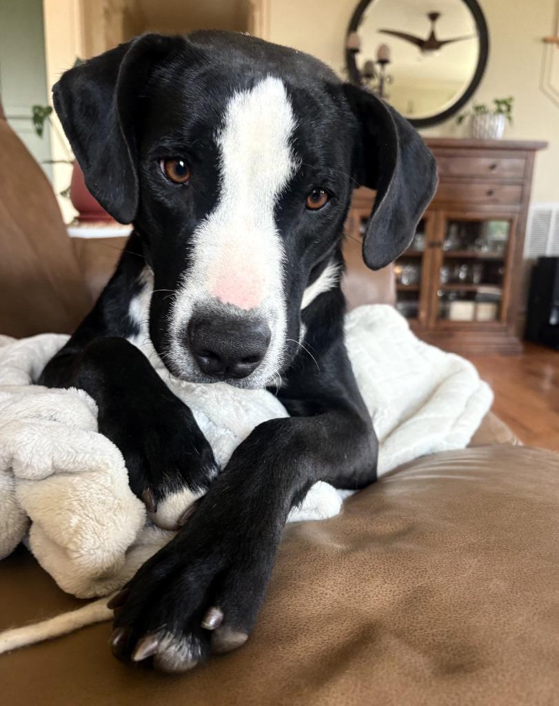 Enlarge Bessie, a Adoptable mixed breed in Fayetteville, AR image 2/6