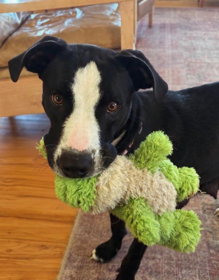 Enlarge Bessie, a Adoptable mixed breed in Fayetteville, AR image 3/6