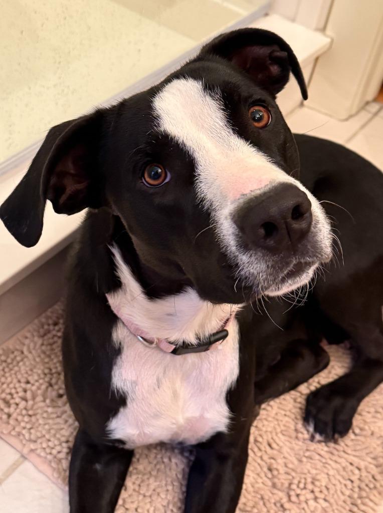 Enlarge Bessie, a Adoptable mixed breed in Fayetteville, AR image 4/6