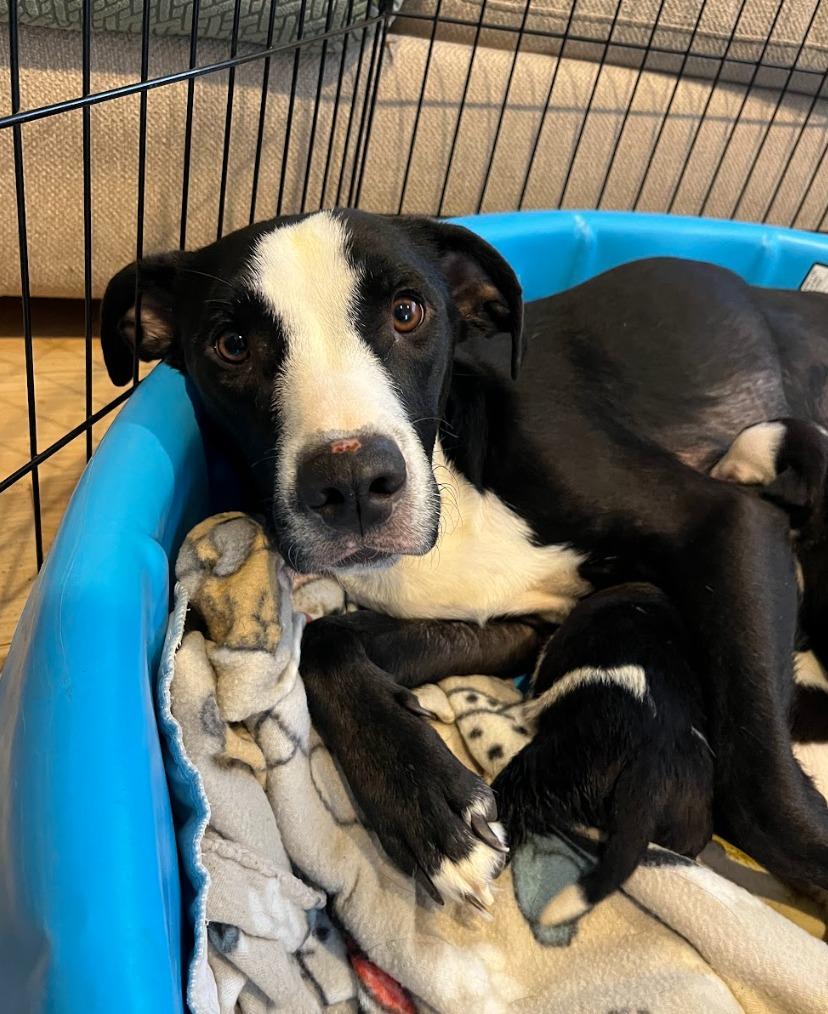 Bessie, Adoptable, Young Female Pit Bull Terrier & Mixed Breed.