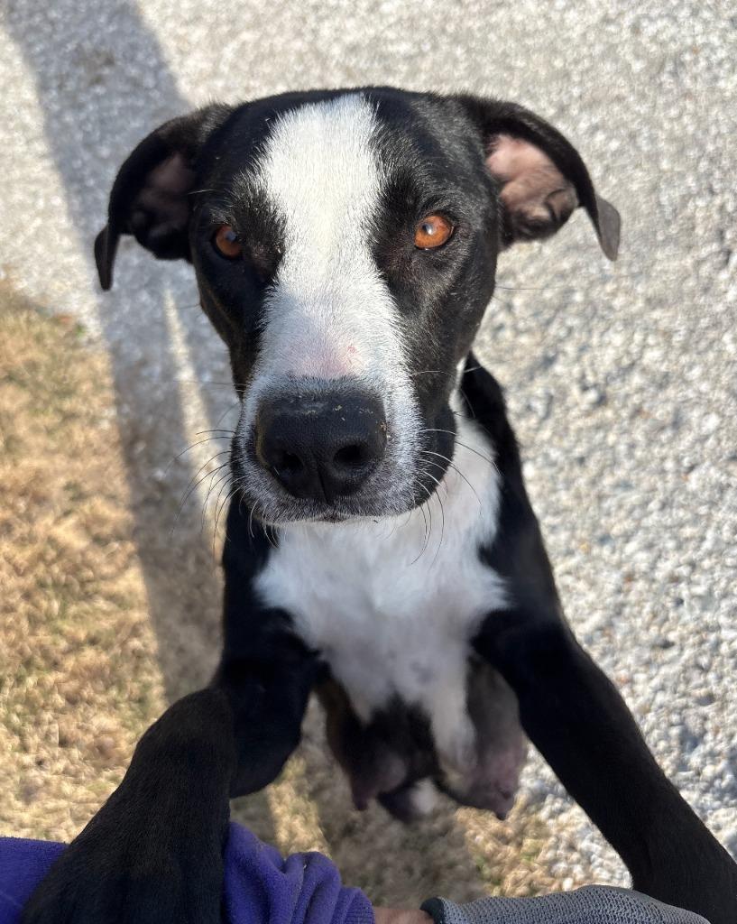 Enlarge Bessie, a Adoptable mixed breed in Fayetteville, AR image 2/2