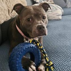 Lily, Adoptable, Adult Female Mixed Breed.