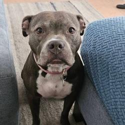 Lily, a Adoptable Mixed Breed in Hobe Sound, FL image 2/6