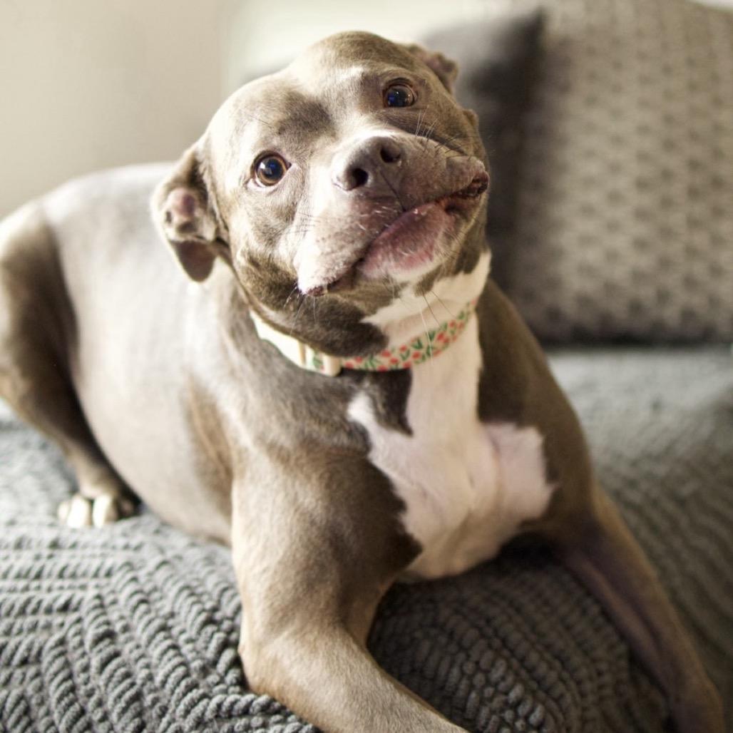 Enlarge Lily, a Adoptable Mixed Breed in Hobe Sound, FL image 3/6