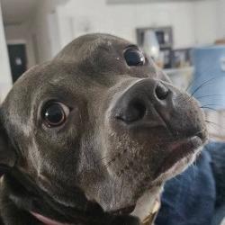 Lily, a Adoptable Mixed Breed in Hobe Sound, FL image 3/6