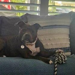 Lily, a Adoptable Mixed Breed in Hobe Sound, FL image 4/6